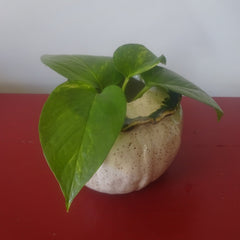 Small Vase/planter in Cream with Gold Highlights