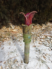 Deep Red Lily Totem